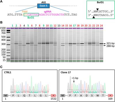 Pathological modeling of glycogen storage disease type III with CRISPR/Cas9 edited human pluripotent stem cells